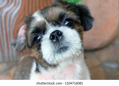 1000 Puppy Eyes Stock Images Photos Vectors Shutterstock