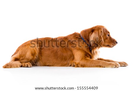 Similar – Image, Stock Photo cute golden retriever dog at home holding a blueberry on his snout. adorable obedient pet. Home, indoors and lifestyle