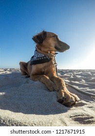 Cute Dog Lying Down On Beach Relaxing With The Blue Sky Above Her Head In The Background