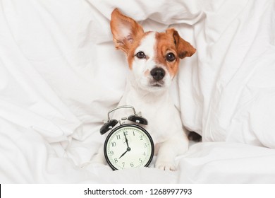 cute dog lying on bed with an alarm clock set on 8 am. morning and wake up concept