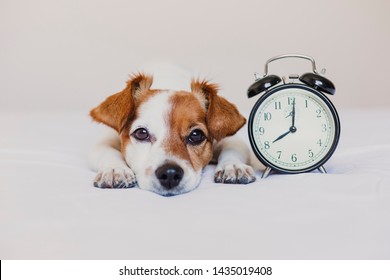 cute dog lying on bed with an alarm clock set on 8 am. morning and wake up concept at home. Pets indoors, lifestyle