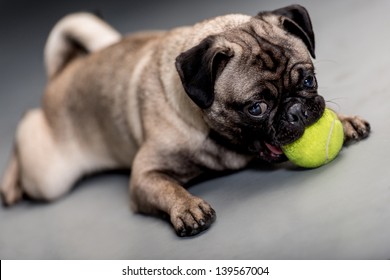 Mignonne chien couché sur le sol jouant avec une balle : photo de stock