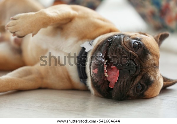 Cute Dog Lying On Floor Stock Photo (Edit Now) 541604644