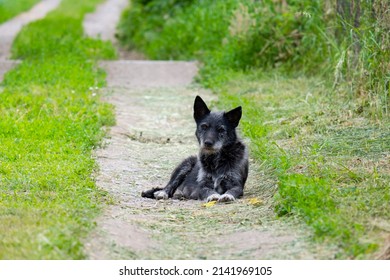 A cute dog is lying on the grass. A homeless dog is resting on a country road.