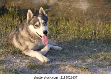 Cute Dog Lying On Grass. Side View Of Adorable Husky Dog With Tongue Out Sitting On Grassy Lawn.