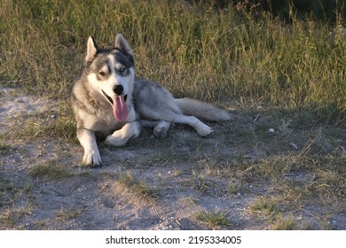 Cute Dog Lying On Grass. Side View Of Adorable Husky Dog With Tongue Out Sitting On Grassy Lawn.