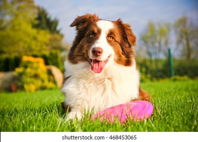 A Cute Dog Is Lying On A Grass And Holding Its Frisbee. 