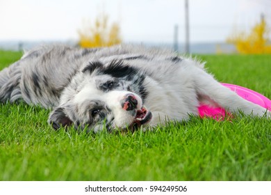 A Cute Dog Is Lying On A Grass And Holding Its Frisbee. 