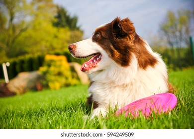 A Cute Dog Is Lying On A Grass And Holding Its Frisbee. 