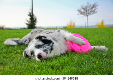 A Cute Dog Is Lying On A Grass And Holding Its Frisbee. 