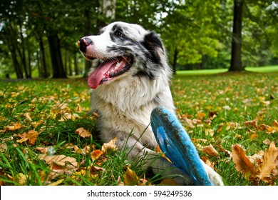 A Cute Dog Is Lying On A Grass And Holding Its Frisbee. 