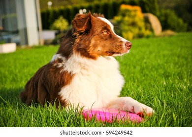 A Cute Dog Is Lying On A Grass And Holding Its Frisbee. 