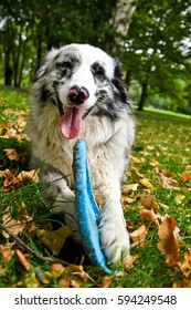 A Cute Dog Is Lying On A Grass And Holding Its Frisbee. 