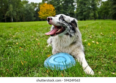 A Cute Dog Is Lying On A Grass And Holding Its Frisbee. 