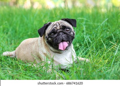 Chó Pug - Hình ảnh chú chó Pug đáng yêu sẽ làm bạn cười tươi mười phần. Với đôi mắt tròn, chân ngắn và thân hình cười đùa, chúng luôn khiến lòng người ấm áp. Hãy xem hình ảnh của chú chó Pug và trải nghiệm yêu đời hơn nhé.