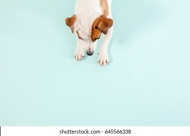 Cute Dog. Lying Pet. Copy Space