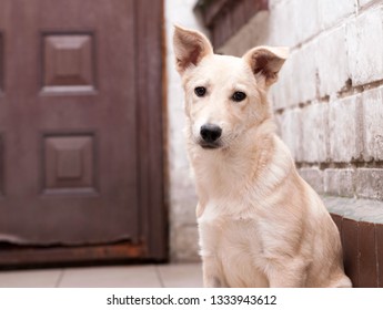 Doggie Door Images Stock Photos Vectors Shutterstock