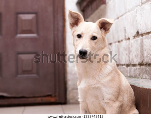 Cute Dog Mixed Breed On Near Stock Photo Edit Now 1333943612