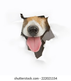Cute dog muzzle nose sticking out of a hole in the white paper. Place for your text