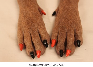 why do dogs have different colored nails
