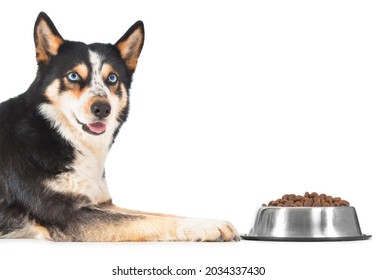 Cute Dog Near Bowl With Dry Food On White Background