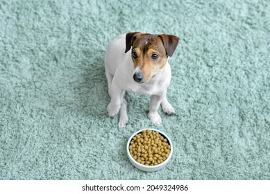 Cute Dog Near Bowl With Dry Food At Home