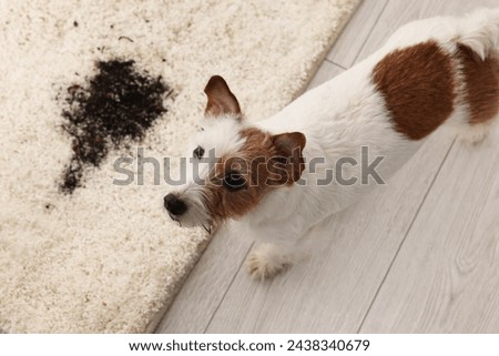 Cute dog near mud stain on rug indoors, above view