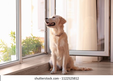 Cute Dog Near Open Window At Home