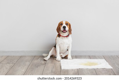 Cute Dog Near Underpad With Wet Spot On Floor