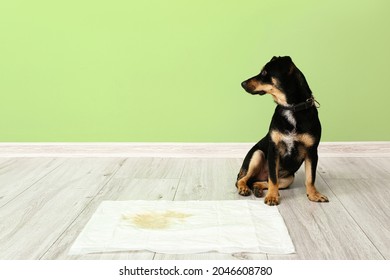 Cute Dog Near Underpad With Wet Spot On Floor