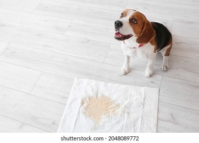 Cute Dog Near Underpad With Wet Spot On Floor