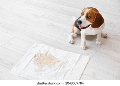 Cute Dog Near Underpad With Wet Spot On Floor