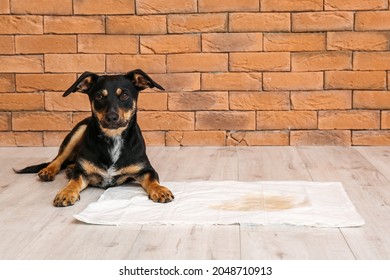 Cute Dog Near Underpad With Wet Spot On Floor