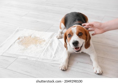 Cute Dog Near Underpad With Wet Spot On Floor