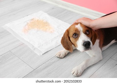 Cute Dog Near Underpad With Wet Spot On Floor