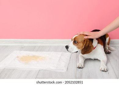 Cute Dog Near Underpad With Wet Spot On Floor