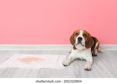 Cute Dog Near Underpad With Wet Spot On Floor