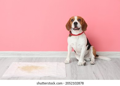 Cute Dog Near Underpad With Wet Spot On Floor