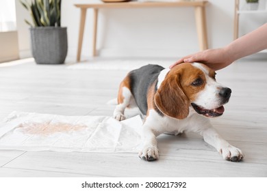 Cute Dog Near Underpad With Wet Spot On Floor