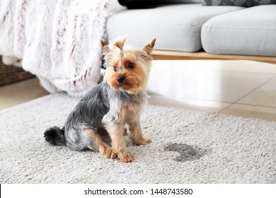 Cute dog near wet spot on carpet
