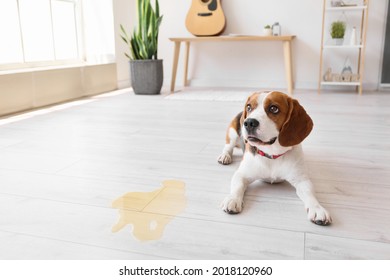 Cute Dog Near Wet Spot On Floor