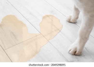 Cute Dog Near Wet Spot On Floor, Closeup