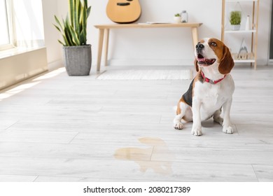 Cute Dog Near Wet Spot On Floor