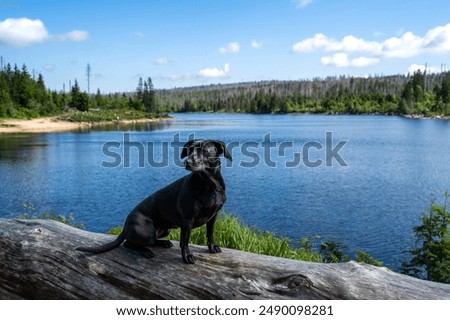 Similar – Image, Stock Photo Sheep enjoy idyllic green meadows