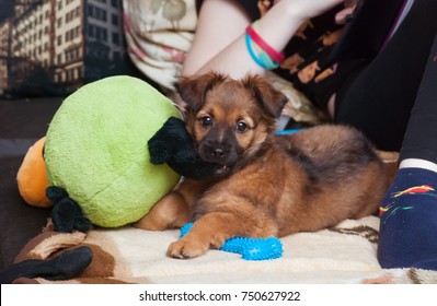 puppy chewing on blanket