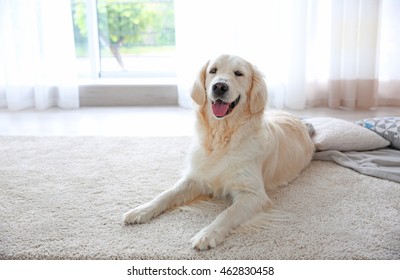 Cute Dog On Carpet