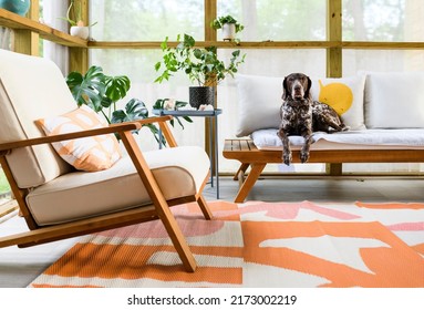 a cute dog on a chair in a screened porch - Shutterstock ID 2173002219