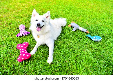Cute dog on the green grass with its toys. - Shutterstock ID 1704640063