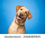 cute dog on an isolated background in a studio shot