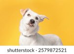 cute dog on an isolated background in a studio shot
